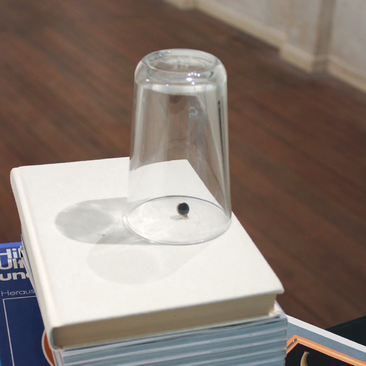 Heiko Wommelsdorf – Dies ist keine Fliege